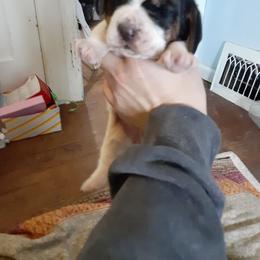 Rosie - Black white and brown female Basset Hound puppy in Garrett, Indiana from Bad and Boujee Basset Hounds
