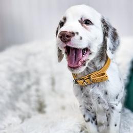 Dalmatian Puppies from Fuller Spots