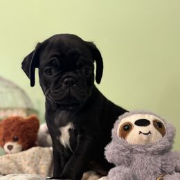 Willie RED COLLAR - Black male Pug puppy in Hesperia, Michigan from Manistee Farms