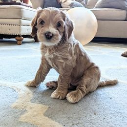 Australian Labradoodles from HoneyPeaks Australian Labradoodles