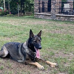 Luna - German Shepherd