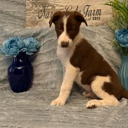 Colt - White and red male Border Collie puppy in Moody, Texas from Narrow Gate Farm