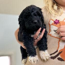 Titanium - Black female Pyredoodle puppy in Prescott, Washington from Pyredoodles at Pedersen Ranch
