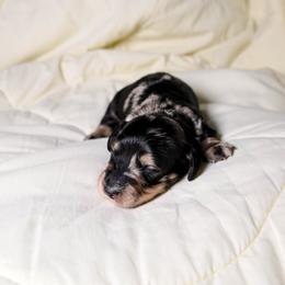 Swirly - Dachshund puppy from Maitime Dachshund
