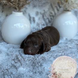 Dachshund Puppies from CSW Dachshunds