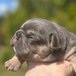 Harry - Tricolors male French Bulldog puppy in Salisbury, Maryland from 77 Frenchies Maryland