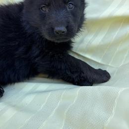 Purple female - Black female German Shepherd puppy in Jennings, Kansas from Lost Creek German Shepherds LLC