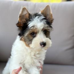 Chase 1,500 - Parti male Yorkshire Terrier puppy in Hardin, Texas from Katrinas puppies