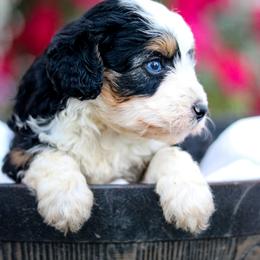 Willie - Black tri-color male Aussiedoodle puppy in Crete, Nebraska from Doodles & Co