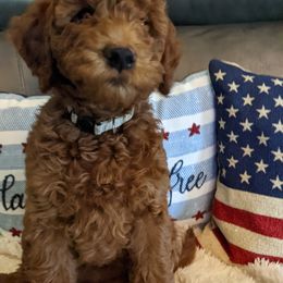Goldendoodle Puppies from Frannie's Goldendoodle Puppies