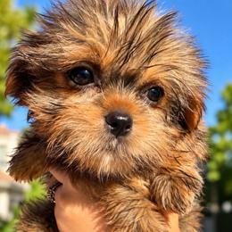 Hermes - Chocolate and tan male Shih Tzu puppy in Chattanooga, Tennessee from Joyfull Pals