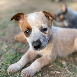 Australian Cattle Dog Puppies from Rising J Cattle Dogs