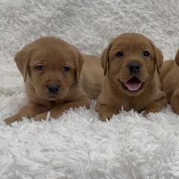 Fox Red Boy - Yellow male Labrador Retriever puppy in Nevada from Battleborn Labradors