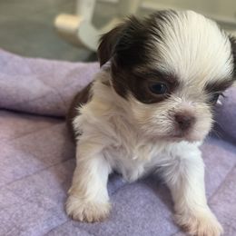 Ellie may - Liver and white female Shih Tzu puppy in Huntsville, Alabama from Sunnybrook Shih Tzu