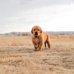 Crown (purple) - Dark golden male Golden Retriever puppy in Bynum, Montana from Summit Canine Breeding