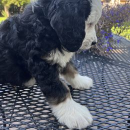 Bernedoodle Puppies from Busacker Babies