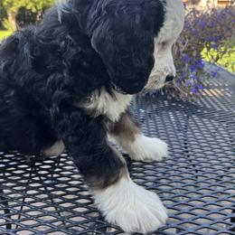 Bernedoodle Puppies from Busacker Babies