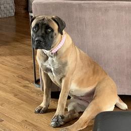 Rosie - Boerboel