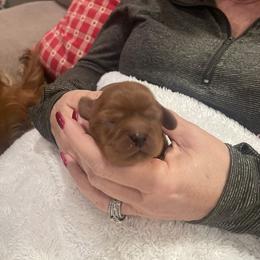 Candy-lavender - Ruby female Cavalier King Charles Spaniel puppy in London, Arkansas from Frosty’s Cavaliers