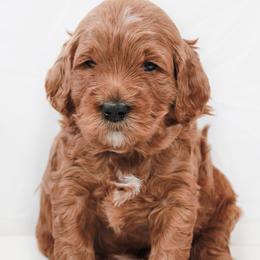 Cuddles - Red  male Goldendoodle puppy in Spartanburg, South Carolina from Sunset Cove Goldendoodles