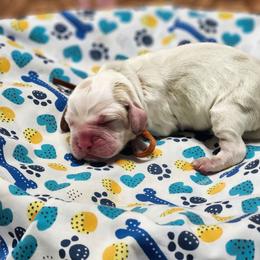 Reese's - Lemon and white male English Springer Spaniel puppy in Westover, Maryland from Sterling's springer Haven