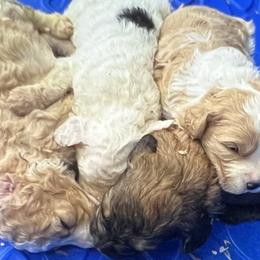 Bernedoodles and Goldendoodles from Big Island Goldendoodles