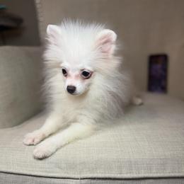 Box - White male Pomeranian puppy in Phoenix, Arizona from Luxpomz