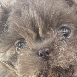 Shih Tzus from Pumpkin Patch Shih Tzus