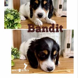 Bandit - AKC - Black and tan male Dachshund puppy in Kemp, Texas from Koli Acres