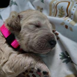 Pink collar - Cream female Goldendoodle puppy in Willow Springs, Missouri from Todd Family Homestead