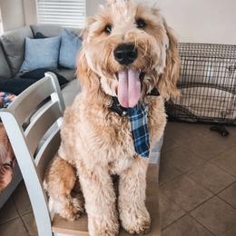 Bernedoodle and Goldendoodle All Grown Up from Big Island Goldendoodles