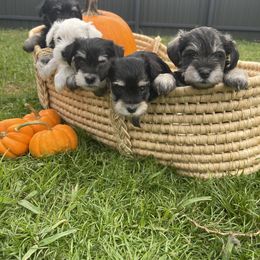 Miniature Schnauzer Puppies from Miniature Schnauzer Paradise llc