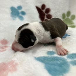 Tandy - White and seal female Italian Greyhound puppy in West Plains, Missouri from Sycamore Ridge Puppies