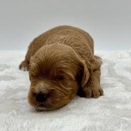 Butterscotch - Apricot male Cavapoo puppy in La Vernia, Texas from Texas Teddy Bears