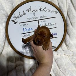 Drake - orange collar - Yellow male Labrador Retriever puppy in Troy, South Carolina from Wicked Flyer Retrievers