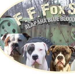 Alapaha Blue Blood Bulldogs from F. F. Fox’SFarm of ALAPAHA BLUE BLOOD BULLDOGS