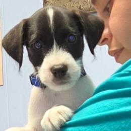 Stylish - Black and white male Parson Russell Terrier puppy in Branford, Florida from Loyalville