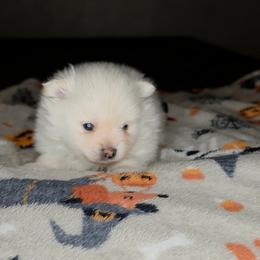 Zoie - White female Pomeranian puppy in Newport News, Virginia from Itty Bitty Poms