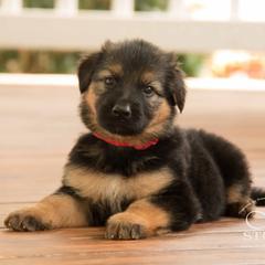 German Shepherd Puppies from DogSmith Purebreds