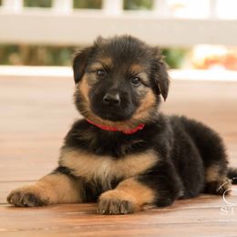 German Shepherd Puppies from DogSmith Purebreds