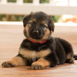 German Shepherd Puppies from DogSmith Purebreds