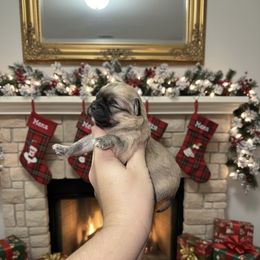 Kringle- AKC - Black sabled fawn male Chihuahua puppy in Bulls Gap, Tennessee from Smokey Mountain Chihuahuas