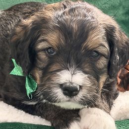 Gracie - Tri-color female Bernedoodle puppy in Phelan, California from PuppyPaws4U