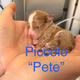 Piccolo Pete - Red merle male Aussiedoodle puppy in Lincoln, California from Frenchie LOVE and Doodles