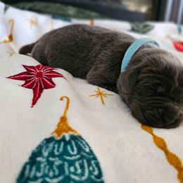 Blitzen - Gray male Newfoundland puppy in Ohio from Vermillion Newfoundlands