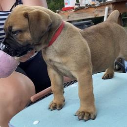 Boerboel Puppies from Silverthorne Boerboels