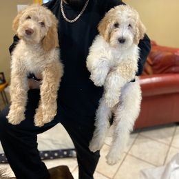Australian Labradoodle and Double Doodle Puppies from Love Me Pooch