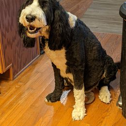 Daisy - Sheepadoodle