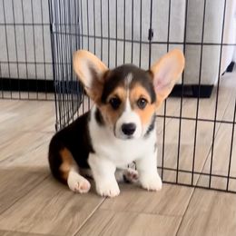 Houston - Black and tan male Pembroke Welsh Corgi puppy in Springtown, Texas from OneLove Corgi