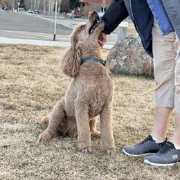 Goldendoodle All Grown Up from Elevation Goldens